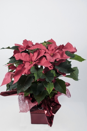 Red poinsettiaの写真素材