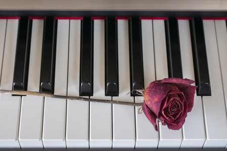 Dried Red Rose on a piano keyの写真素材