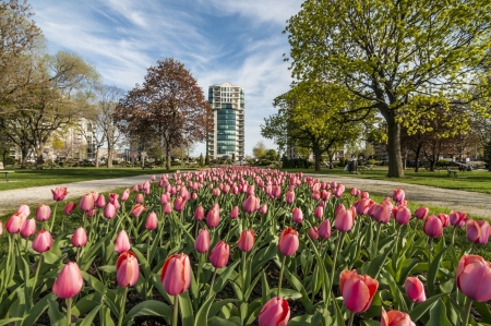pink tulip at the park with building on the backgroundのeditorial素材