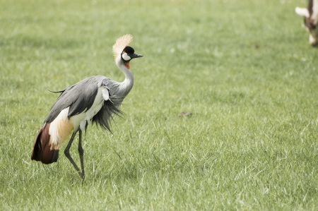 East African Crowned crane grazing on a grasslandの写真素材
