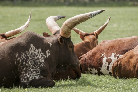 Herd of watusi cattle relaxing under the sunの写真素材