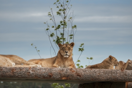 Lioness basking under the sun at African lion safari ontarioの写真素材