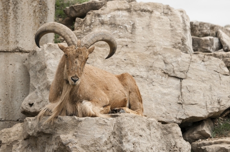 Barbary sheep relaxing along rock ledgeの写真素材