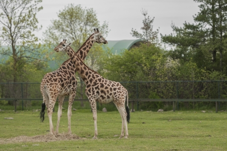 Giraffe at the grass land of safari landの写真素材