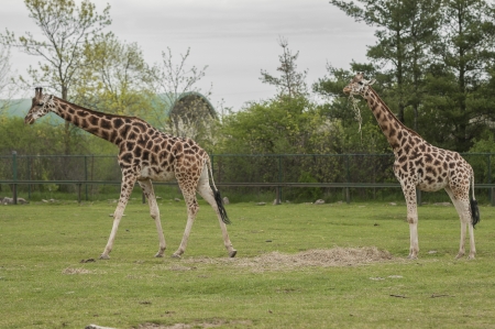 Giraffe at the grass land of safari landの写真素材