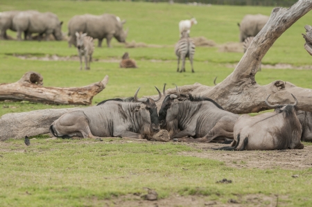 Wildebeest relaxing under the sun at game reserveの写真素材
