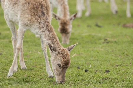 Deer grazing on a grass land of game reserveの写真素材