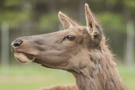 close-up photo of Hornless North american Elkの写真素材