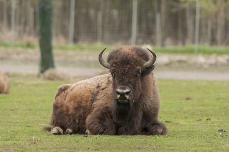 Bison relaxing on the grass land of game reserveの写真素材