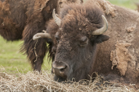 Bison relaxing on the grass land of game reserve