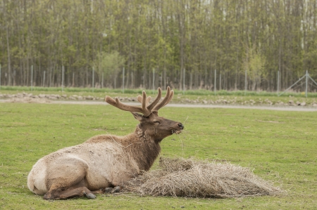 close-up photo of Hornless North american Elkの写真素材