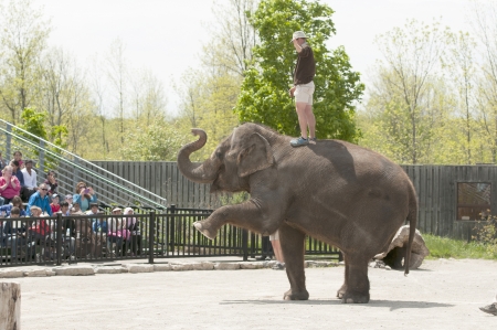 Elephant with its trainer performing for peopleのeditorial素材