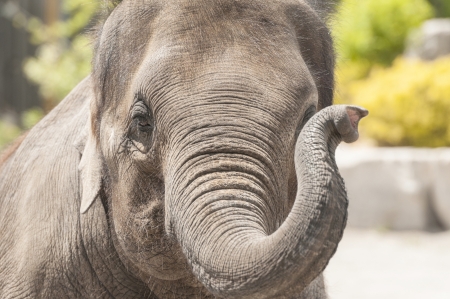 Elephant with its trainer performing for people close up shotの写真素材