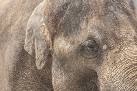 Closup portrait of asian elephantの写真素材