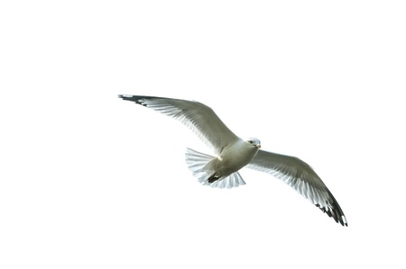 a White seagull flying on a white backgroundの写真素材