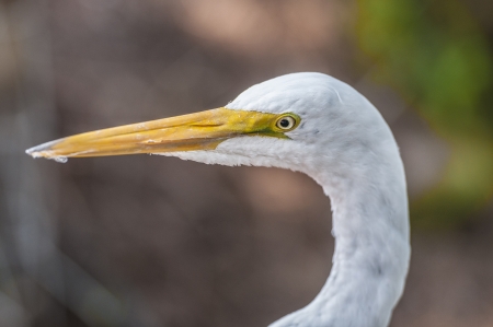 Close up portrait of great white egretの写真素材