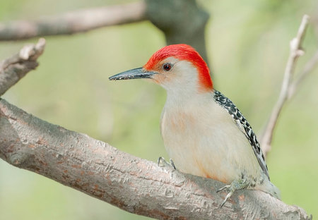 Red bellied wood pecker clinging on a tree trunkの写真素材