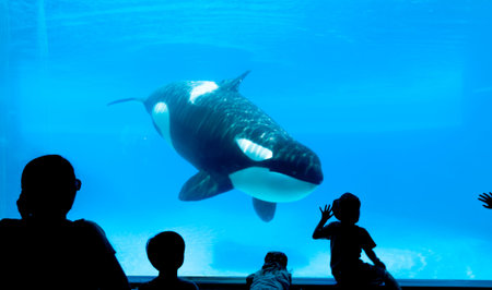 People watching killer whale in the aquarium.の写真素材