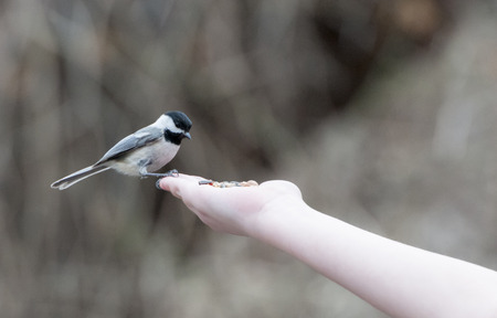 Tiny nuthatch feeding on a kids handの写真素材
