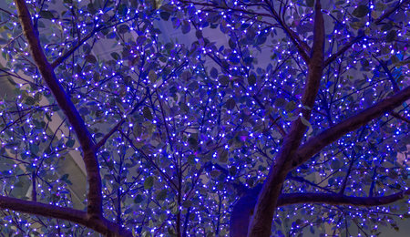 Tree branches laced with tiny blue lights.