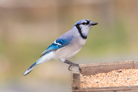 BLue jay bird perched on a bird feeder.