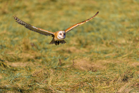 The barn owl (Tyto alba) is the most widely distributed species of owl, and one of the most widespread of all birds. It is also referred to as the common barn owl, to distinguish it from other species in its family, Tytonidae, which forms one of the two mの写真素材
