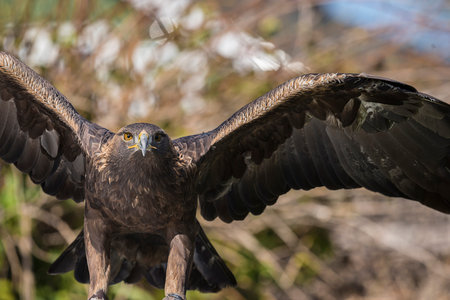 The golden eagle (Aquila chrysaetos) is one of the best-known birds of prey in the Northern...