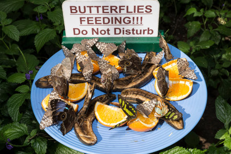 Group of butterfly feeding on some fruits