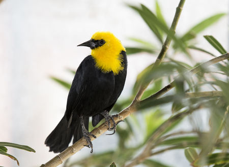 The Yellow-headed Blackbird is a medium-sized blackbird, and the only member of the genus Xanthocephalus.の写真素材