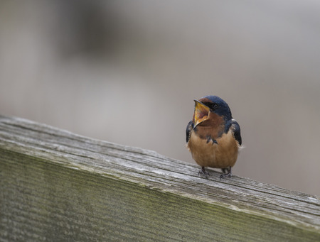 An open mouth  barn swallow perch on a wooden frame.の写真素材