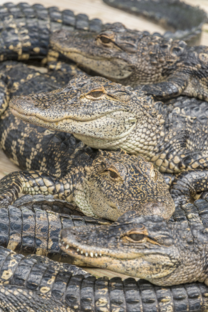 The American alligator (Alligator mississippiensis), sometimes referred to colloquially as a gator or common alligator, is a large crocodilian reptile endemic to the southeastern United States.の写真素材