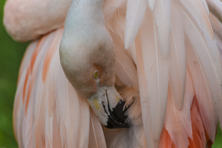 Flamingos or flamingoes are a type of wading bird in the family Phoenicopteridae, the only bird family in the order Phoenicopteriformes.の写真素材