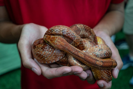 The corn snake is a species of North American rat snake in the family Colubridae. The species...