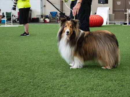 Collies form a distinctive type of herding dogs, including many related landraces and standardized...