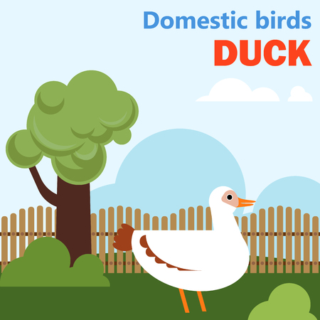 Domestic bird duckのイラスト素材