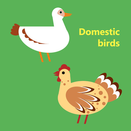 Domestic birds duck and henのイラスト素材