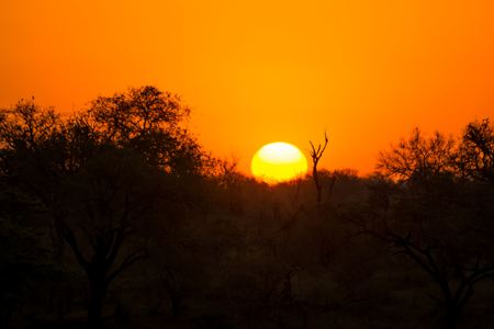 Sunrise over Game Parkの写真素材