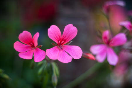 FLOWERS PINKの写真素材
