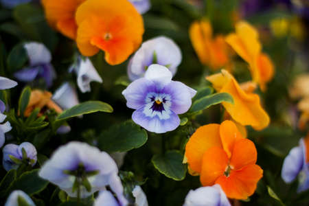 FLOWERSの写真素材