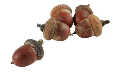 Acorns on the white background. Studio photo. Clipping pathの写真素材