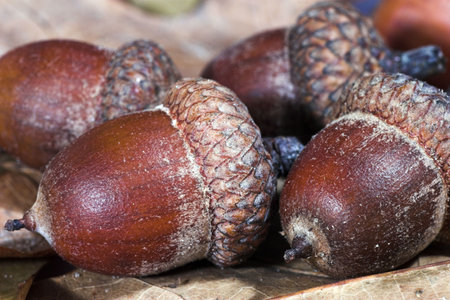 Bronze- ripe acorns speak about this that ended the summer