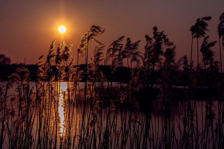 Sunset on the lake. Cane illuminated by the setting sunの写真素材