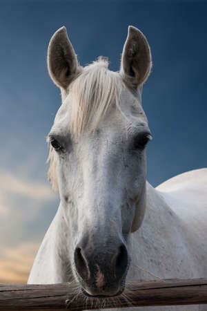 Portrait of a white horse on a background of skyの写真素材
