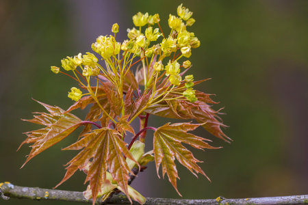Spring twig of the tree in the natural environmentの写真素材