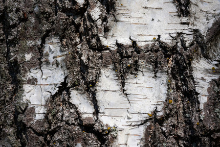 White birch bark growing in a natural environment, closeupの写真素材