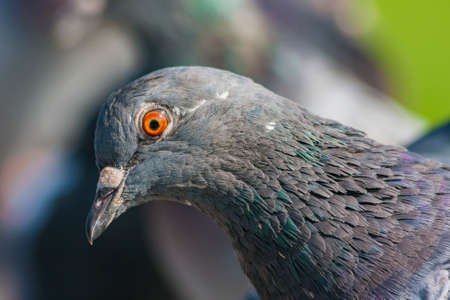 Portrait of doves in the natural environmentの写真素材