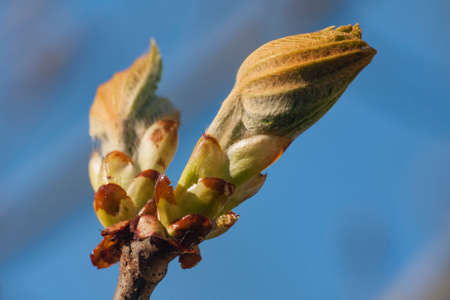 Spring chestnut bud in the sun against the skyの写真素材