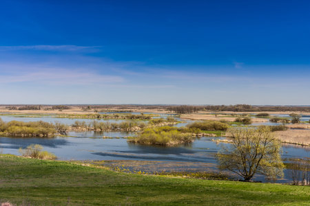 Landscape with river backwaters in spring, fresh green
