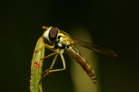 Forest insect, forest bee, in a large enlargement in the natural environment