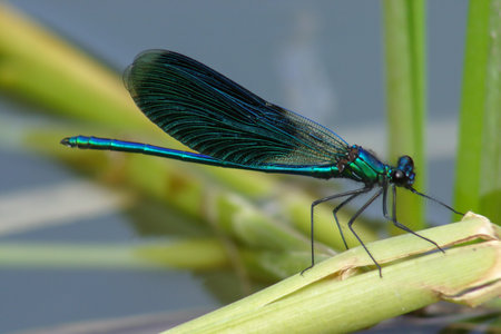 The blue dragonfly sits on the reed on the shore of the pondの写真素材